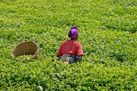 L’Ouganda octroie  une cinquantaine de bourses pour les filières agricoles au Gabon