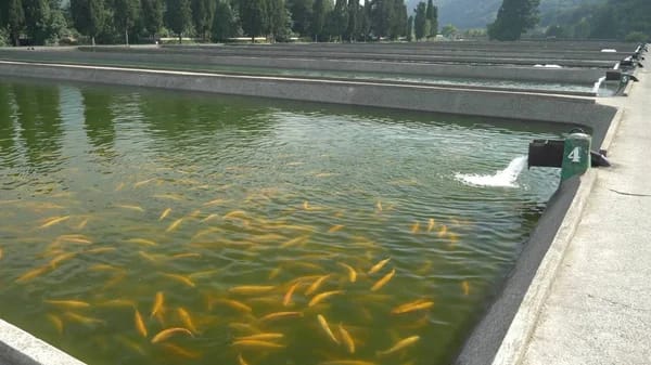 Pisciculture: des écueils dans le fonctionnement du centre de pêche de Lambaréné