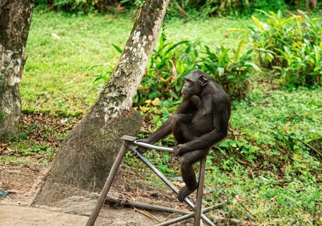 Biodiversité Un primate transporté en train pour la Fondation Lékédi biodiversité à Bakoumba