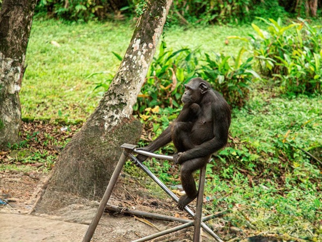 Biodiversité Un primate transporté en train pour la Fondation Lékédi biodiversité à Bakoumba