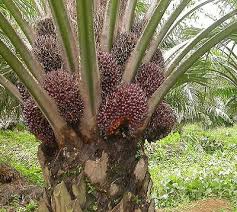 Olam group cède ses deux filiales agro-alimentaire aux saoudiens