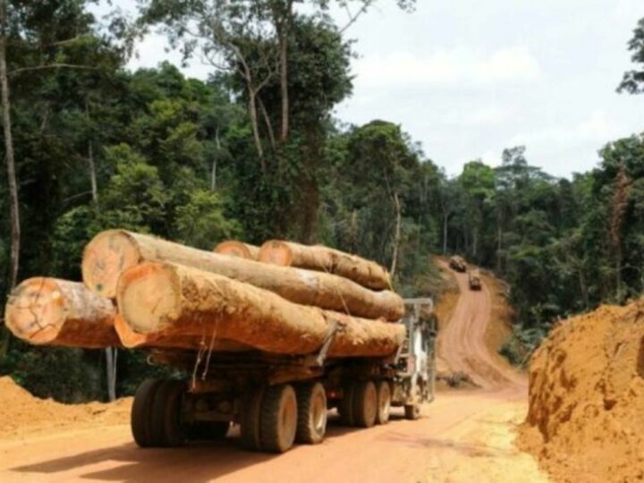 Production de grumes : les chiffres du Gabon en chute de plus de 34 % en 2024