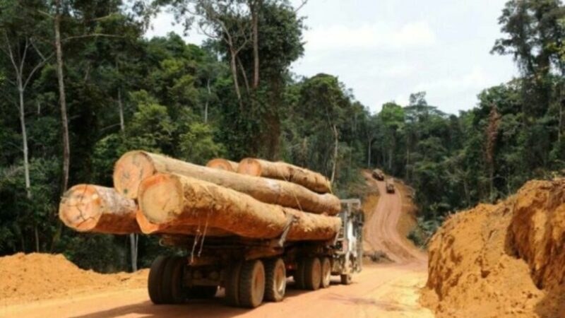 Production de grumes : les chiffres du Gabon en chute de plus de 34 % en 2024