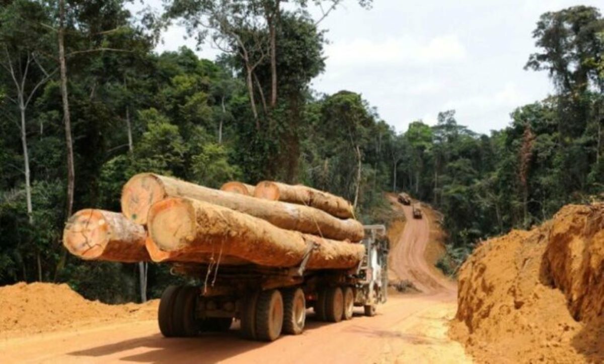 Production de grumes : les chiffres du Gabon en chute de plus de 34 % en 2024