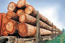 Economie-Gabon: baisse de production forestière en 2024