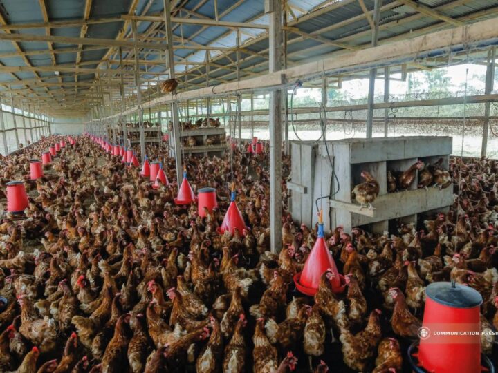 Alimentation : une nouvelle ferme d&rsquo;une capacité de production de 5400 oeufs implantée à Akanda