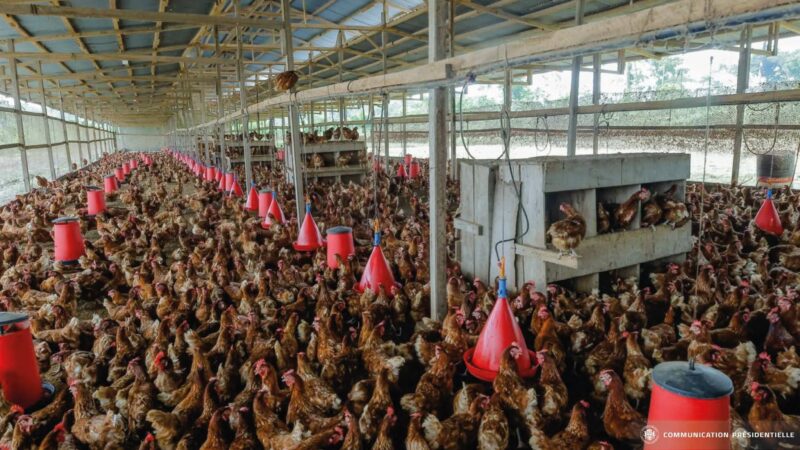 Alimentation : une nouvelle ferme d&rsquo;une capacité de production de 5400 oeufs implantée à Akanda