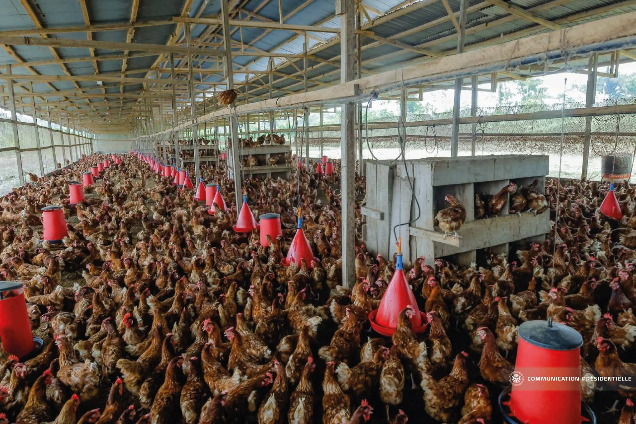 Alimentation : une nouvelle ferme d&rsquo;une capacité de production de 5400 oeufs implantée à Akanda